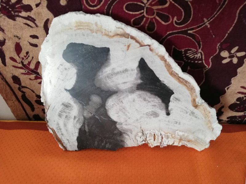 BOIS FOSSILISE