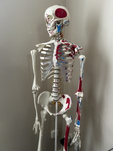 Squelette anatomique articulé